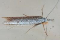 Pleurota gallicella