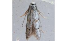 Symmocoides oxybiella