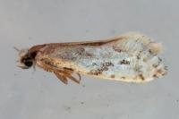 Nemapogon