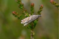 Ancylis unguicella