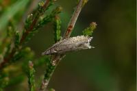 Ancylis unguicella