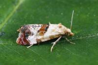 Neocochylis millierana
