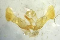 Eucosma cana
