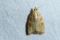 Aleimma loeflingiana