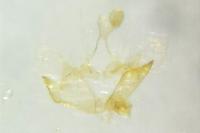 Coleophora alticolella