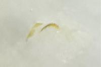 Coleophora alticolella