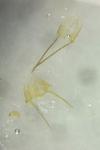 Metzneria lappella