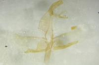 Oegoconia caradjai