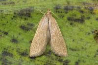Helcystogramma rufescens
