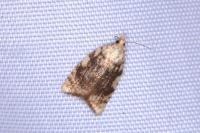 Aleimma loeflingiana