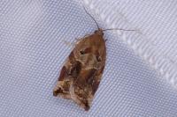 Archips xylosteana