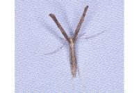 Agdistis