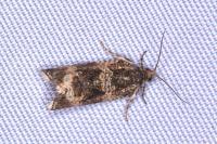 Celypha lacunana
