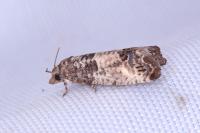 Spilonota ocellana