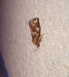 Archips xylosteana