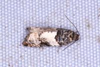 Gypsonoma sociana