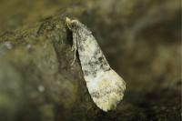 Cochylis nana