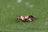 Chrysoesthia sexguttella