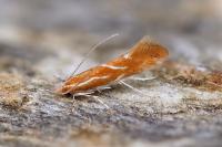 Phyllonorycter corylifoliella