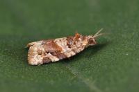 Argyrotaenia ljungiana