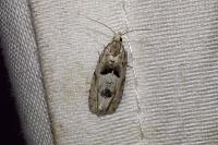Epinotia bilunana