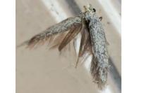 Urodeta hibernella