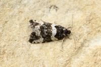 Argyroploce bipunctana