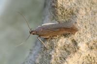 Acompsia cinerella