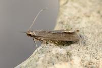 Acompsia cinerella
