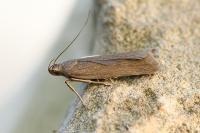 Acompsia cinerella