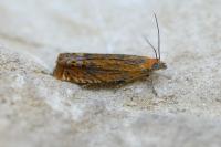 Lathronympha strigana