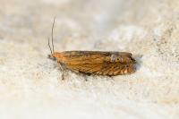 Lathronympha strigana