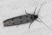 Ethmia flavianella