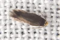 Stigmella
