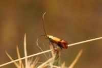 Nemophora albiciliellus