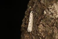 Ethmia terminella