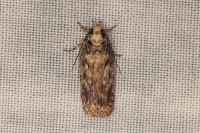 Depressaria radiosquamella