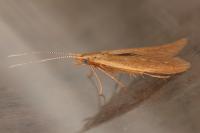 Coleophora ochripennella
