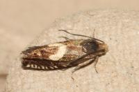 Grapholita orobana