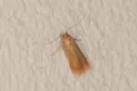 Tischeria