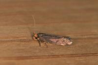 Cephimallota crassiflavella