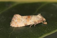 Neocochylis molliculana