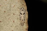 Parastenolechia nigrinotella