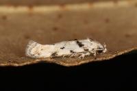 Parastenolechia nigrinotella