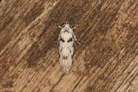 Parastenolechia nigrinotella