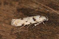 Parastenolechia nigrinotella