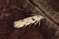 Parastenolechia nigrinotella