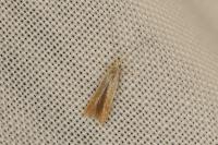 Coleophora badiipennella