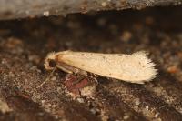 Myrmecozela ataxella
