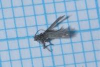 Glyphipterix simpliciella